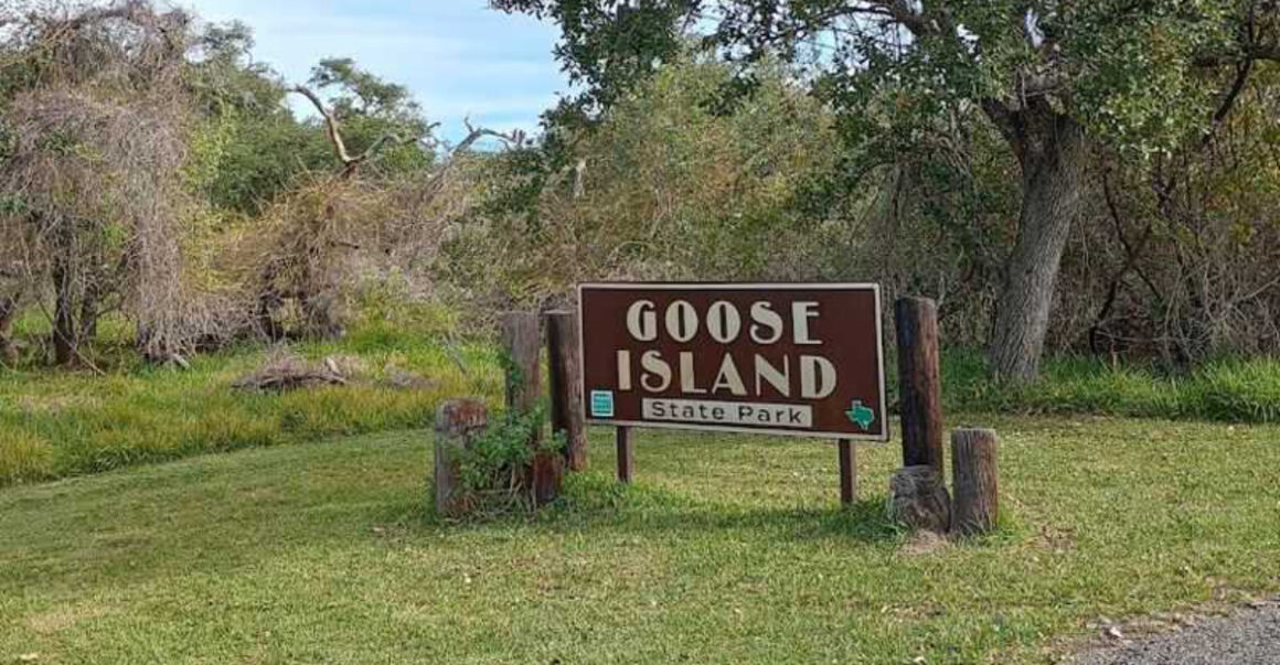 a quiet texas park is one of the only places you can see a 1000 year old tree