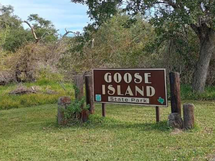 A Quiet Texas Park Is One of the Only Places You Can See a 1,000-Year-Old Tree