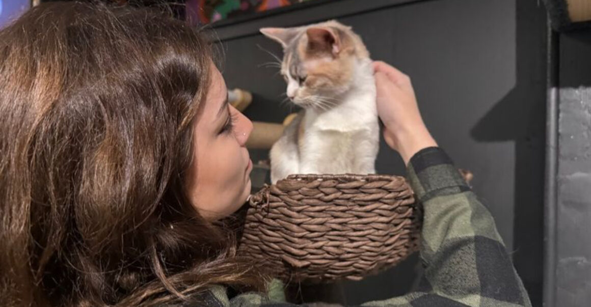 cute cats keep you company in this trendy new jersey caf