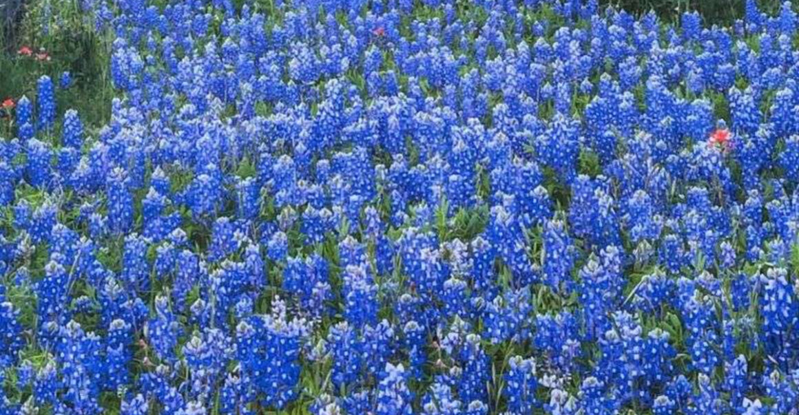ennis bluebonnet trails festival texas dreamiest spring event