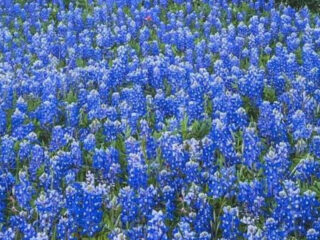 ennis bluebonnet trails festival texas dreamiest spring event