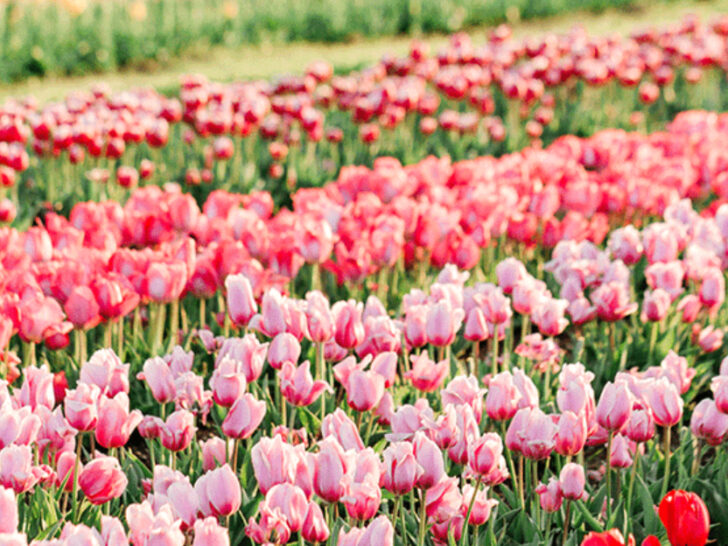 Experience Texas&rsquo; Colorful Tulip Wonderland This Spring