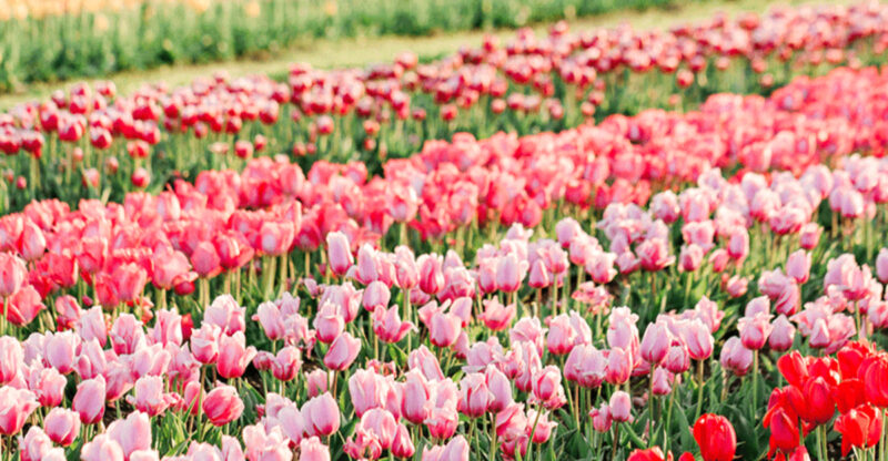 Experience Texas’ Colorful Tulip Wonderland This Spring