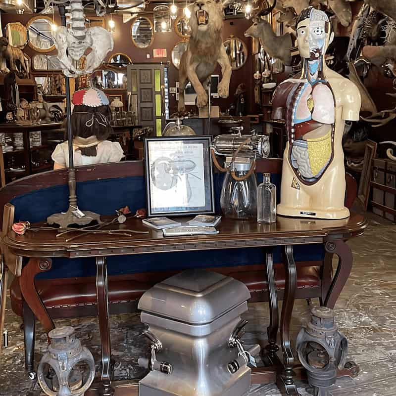 This Tiny Tampa Shop Is Packed With Creepy Curiosities And Seriously Cool Finds