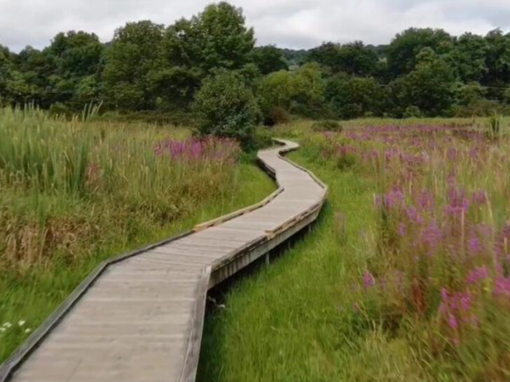 New Jersey&rsquo;s Dreamiest 1-Mile Hike Is a Boardwalk Through Wild Wetlands