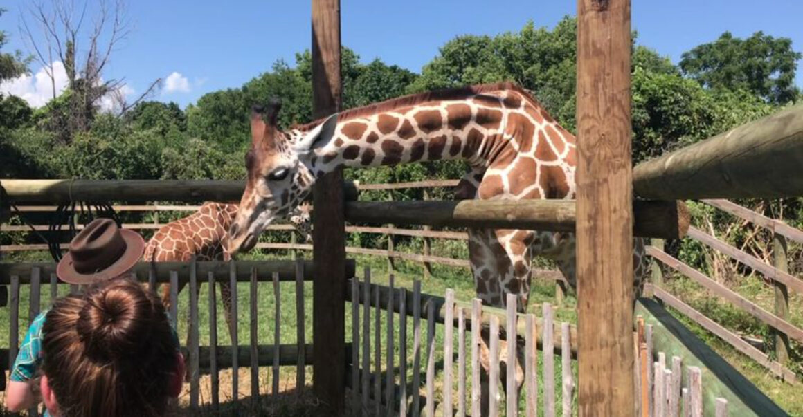 Ohio’s Massive Safari Park Lets You Get Incredibly Close To Giraffes, Zebras And More