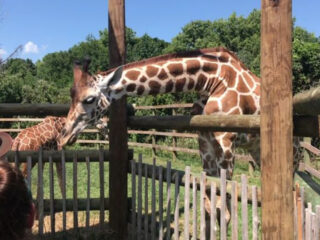 Ohio’s Massive Safari Park Lets You Get Incredibly Close To Giraffes, Zebras And More