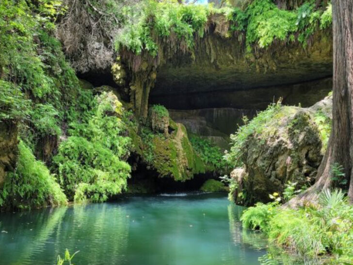 People Are Stunned When They Discover the Lush Grotto Hidden in This Texas Canyon