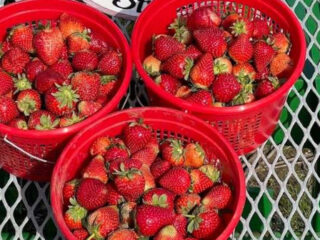 strawberry picking season is now open at this popular north texas farm