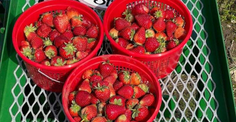 Strawberry Picking Season Is Now Open at This Popular North Texas Farm