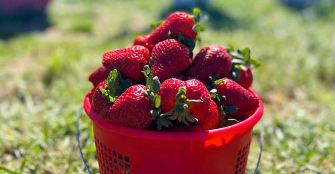 Strawberry Season Is Here—This Texas Farm Is the Place to Go