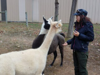 the new jersey alpaca farm that makes the perfect family day out