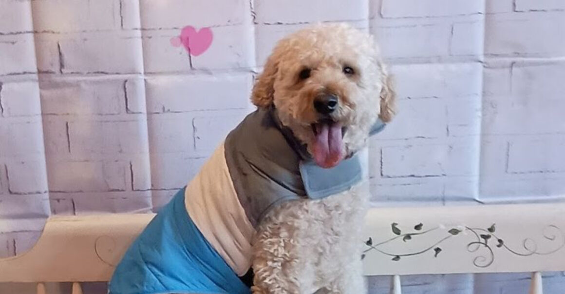 the new jersey dog caf where your pup runs the show