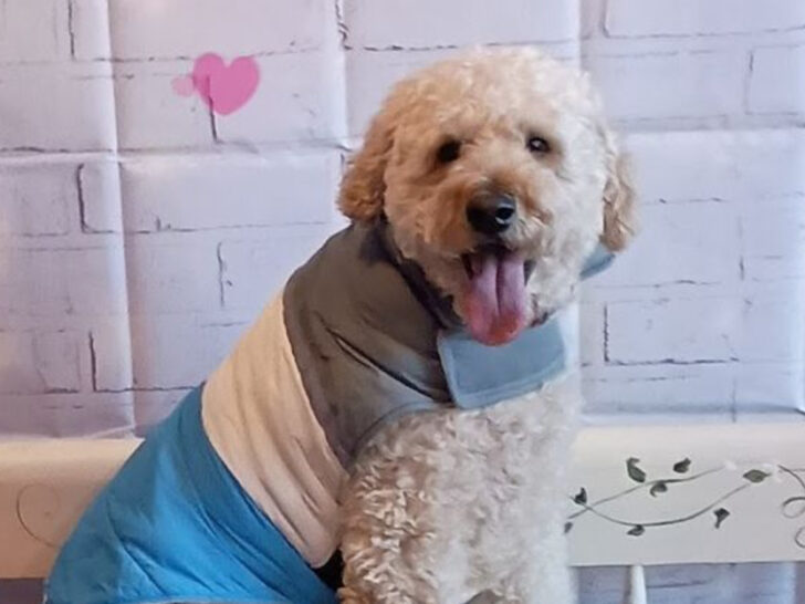 The New Jersey Dog Caf&eacute; Where Your Pup Runs the Show