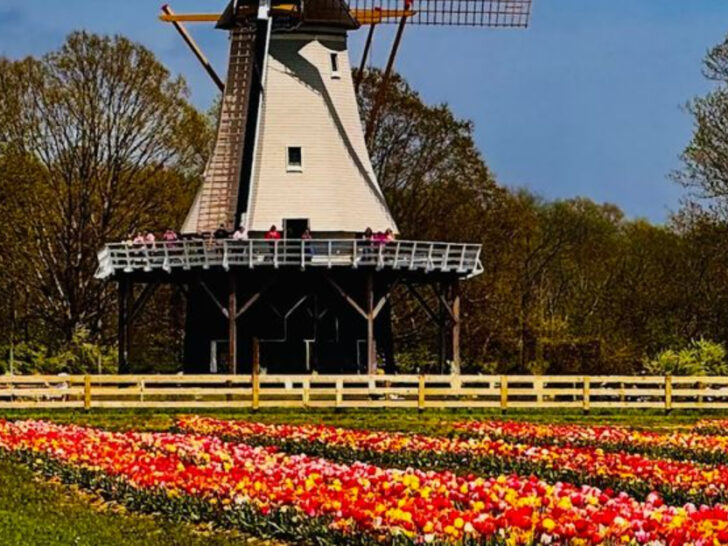 The New Jersey Tulip Farm Families Return to Every Spring