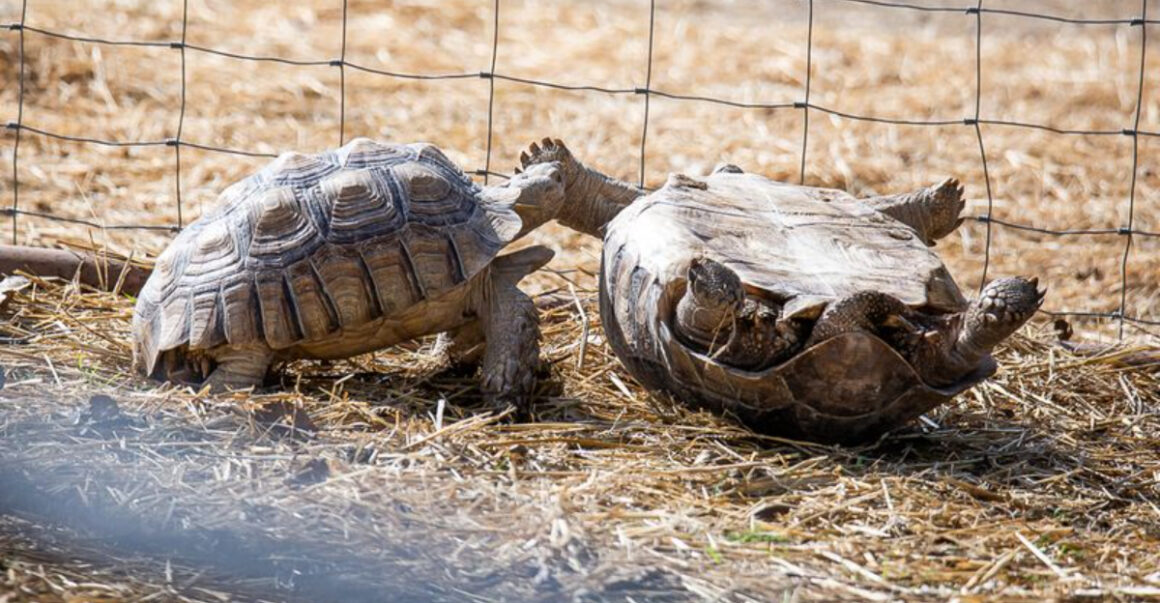 this 15 texas farm lets you meet camels sloths and more