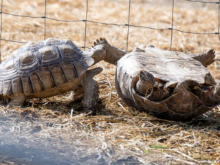 this 15 texas farm lets you meet camels sloths and more