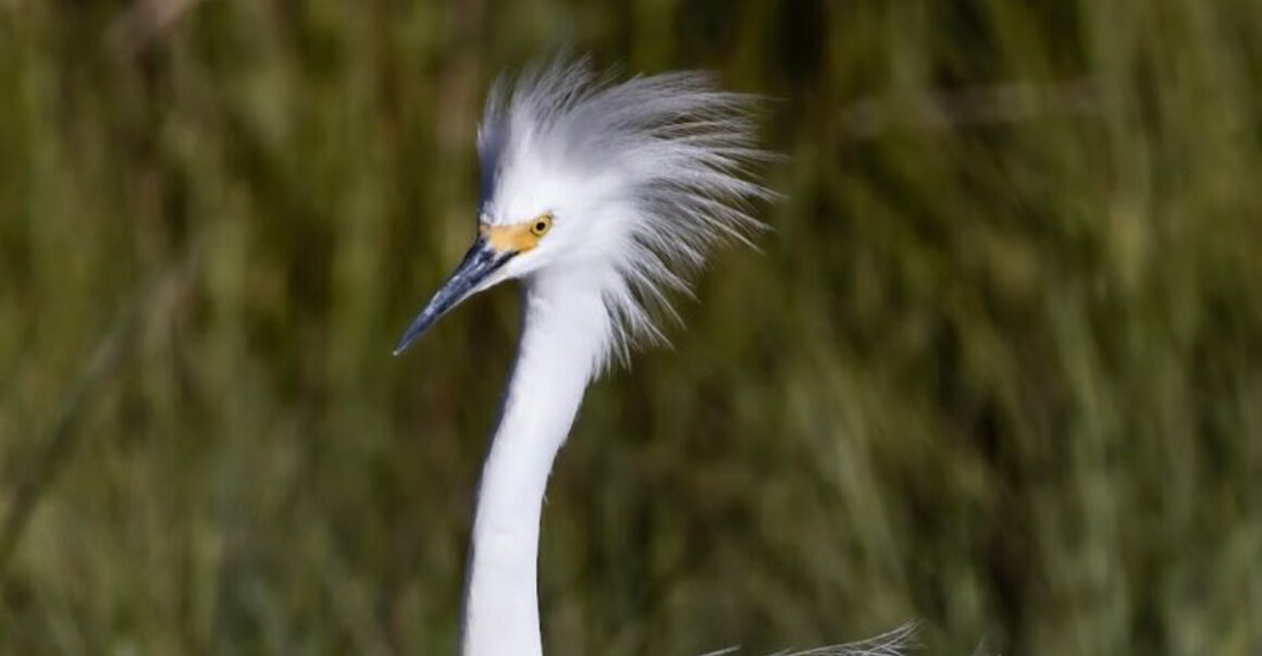 this 50 mile wildlife refuge in new jersey is a dream destination for bird lovers