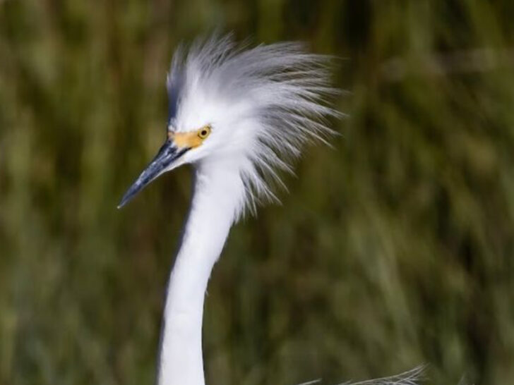 This 50 Mile Wildlife Refuge in New Jersey Is a Dream Destination for Bird Lovers