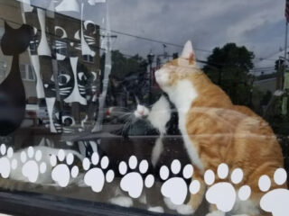 this cozy cat lounge in new jersey lets you sip a latte beside adoptable cats