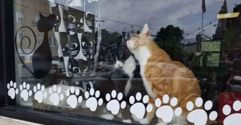 This Cozy Cat Lounge In New Jersey Lets You Sip A Latte Beside Adoptable Cats