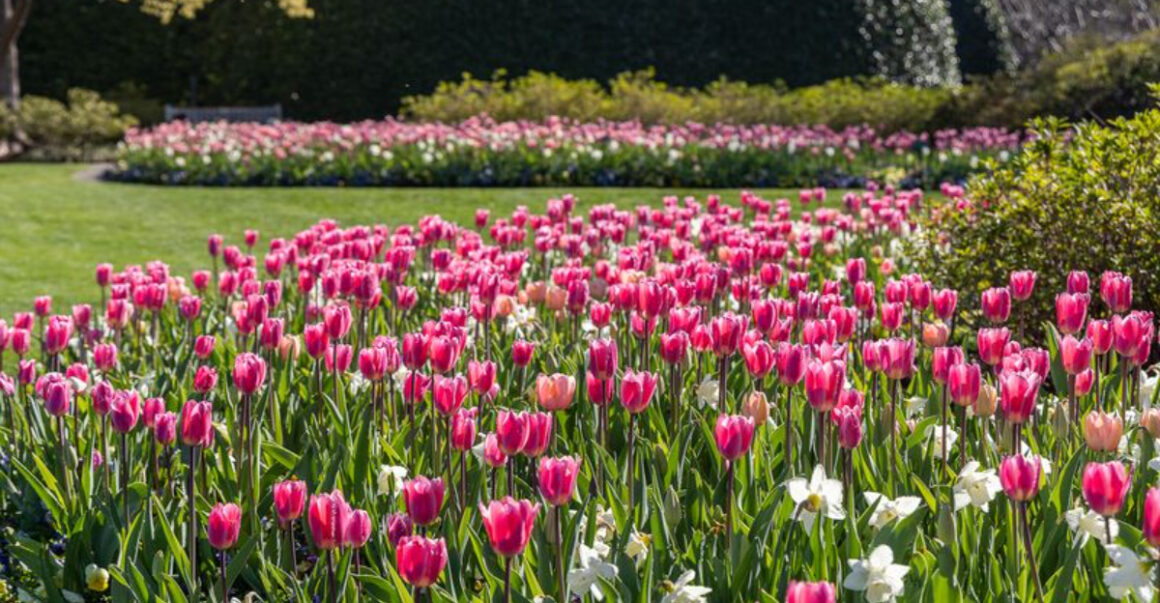 This Dallas Garden Is Exploding With 500,000 Flowers This Spring