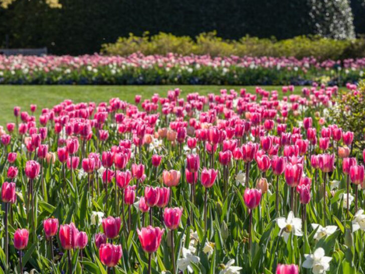 This Dallas Garden Is Exploding With 500,000 Flowers This Spring