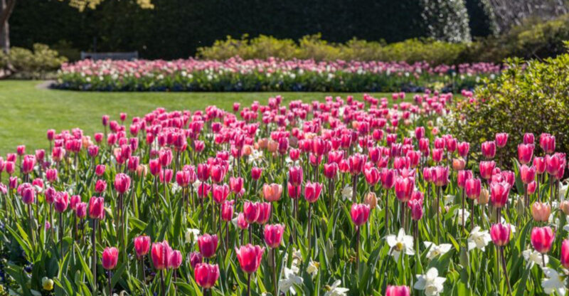 This Dallas Garden Is Exploding With 500,000 Flowers This Spring