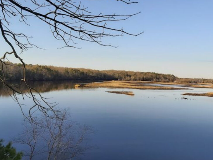 This Hidden New Jersey Trail Has Bluffs River Views and Trees Older Than America