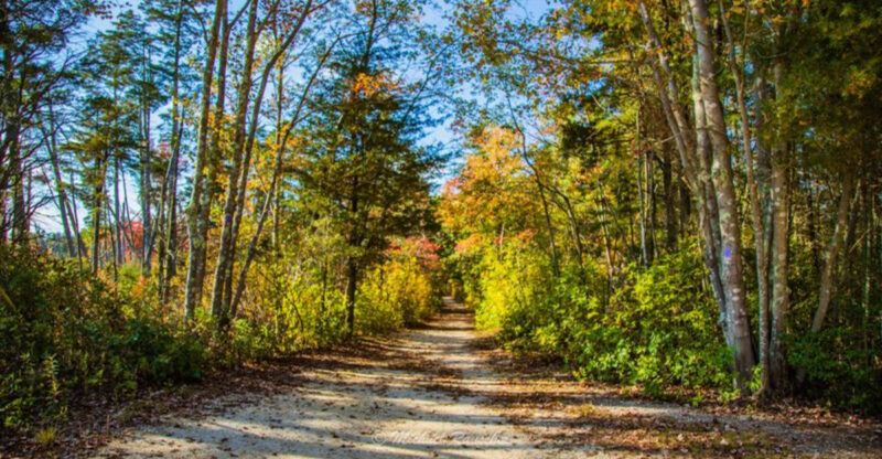 This Hidden New Jersey Trail Turns a Simple Walk Into Something Magical
