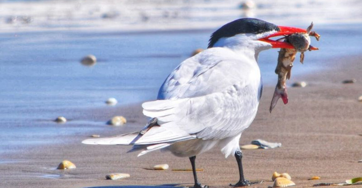 this hidden texas beach park still hasnt been overrun by tourists
