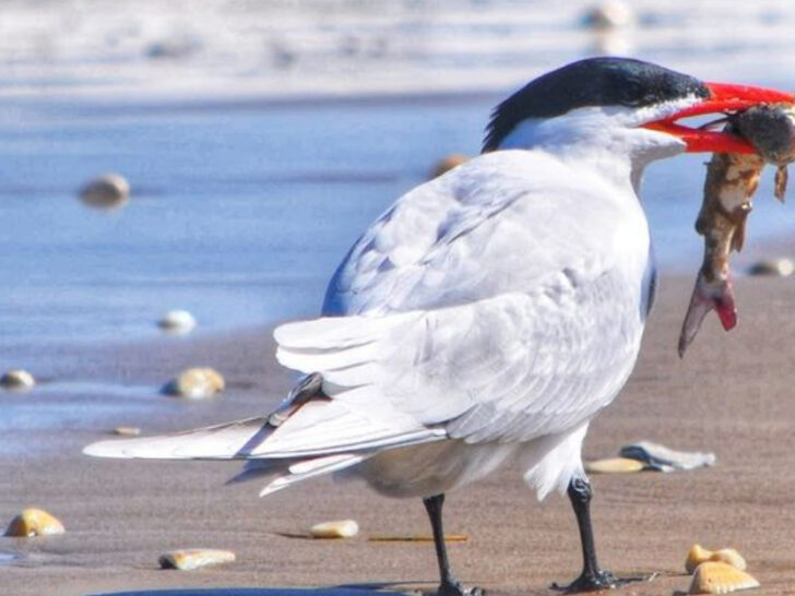 This Hidden Texas Beach Park Still Hasn&rsquo;t Been Overrun by Tourists