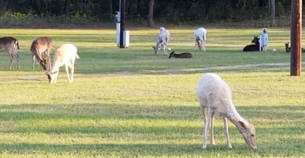 this hidden texas spring has crystal clear water and the chillest vibes