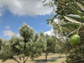 this hill country olive farm lets you taste fresh texas olive oil straight from the source