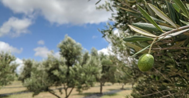 This Hill Country Olive Farm Lets You Taste Fresh Texas Olive Oil Straight From the Source