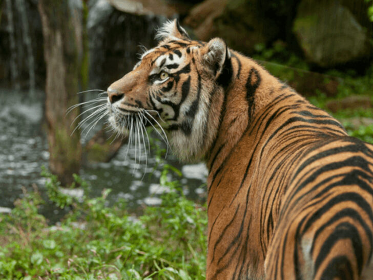 This Insanely Fun Road Trip Takes You To 9 Animal Parks In Ohio That Feel Like Africa