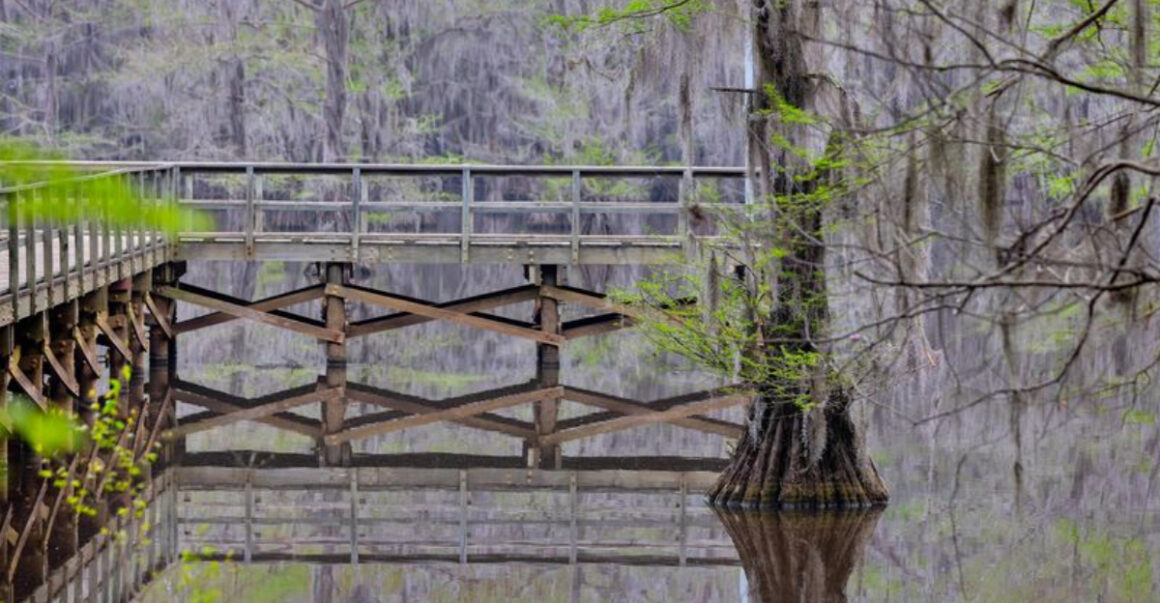this magical texas forest looks like it came straight out of a fairy tale