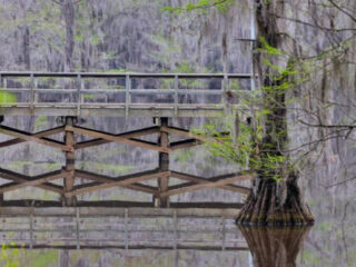 this magical texas forest looks like it came straight out of a fairy tale