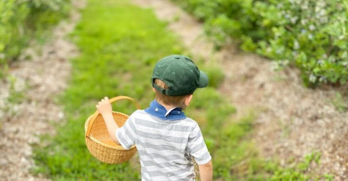 this new jersey blueberry farm is the sweetest family day trip of the season