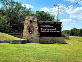 this prehistoric mammoth herd has been preserved for thousands of years in texas 1