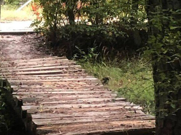 This Quiet New Jersey Wetland Trail Is a Dream for Nature Lovers