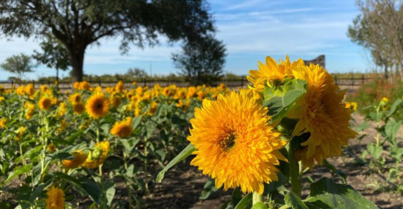 This Texas Farm Looks Like a Painting — But It’s Completely Real