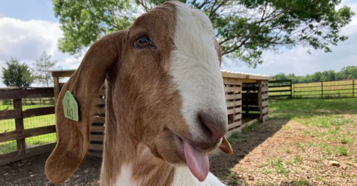 this texas ranch has treehouses baby highland cows a private beach cowboy hot tubs