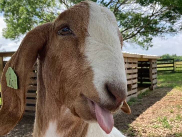 This Texas Ranch Stay Has A Private Beach, Baby Animals & Treehouses