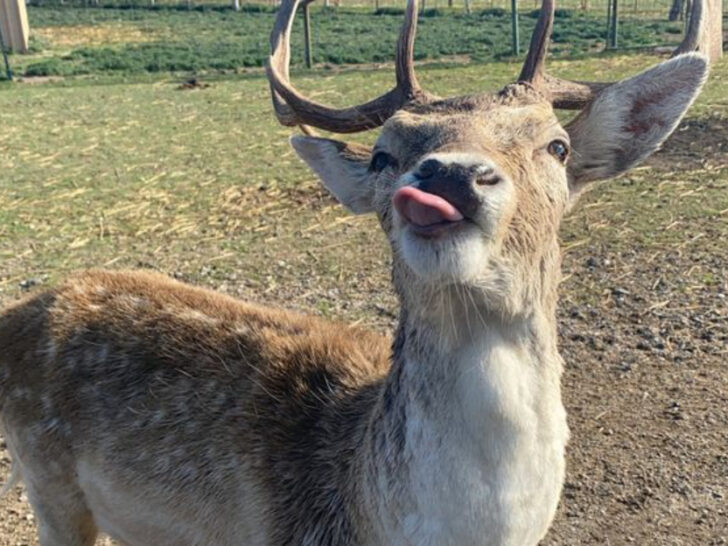 This Texas Ranch Offers an African Safari Without Ever Leaving the State