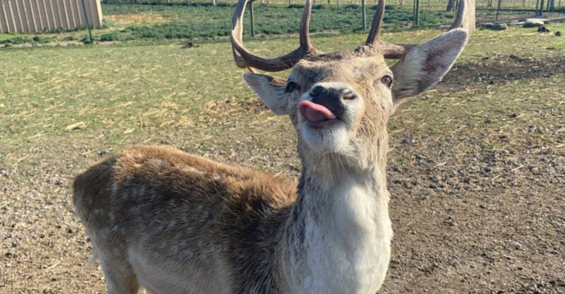 This Texas Ranch Offers an African Safari Without Ever Leaving the State