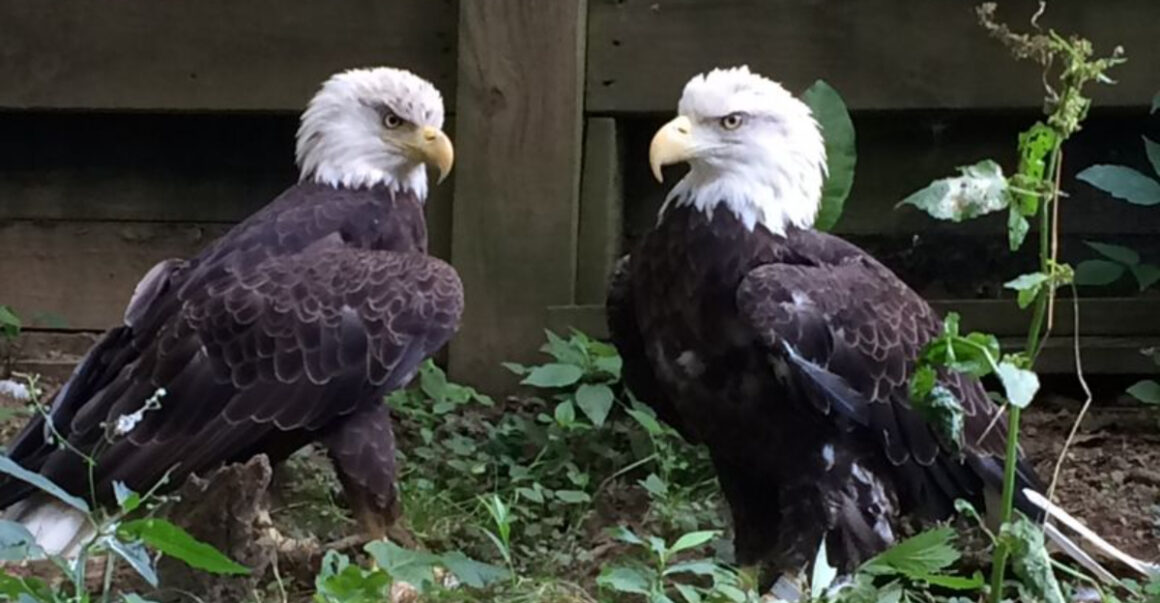 this underrated ohio sanctuary is filled with stunning birds and remarkable stories