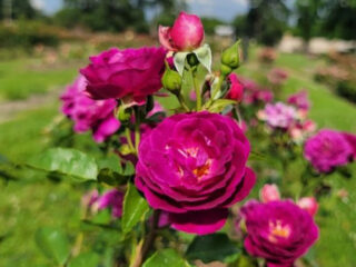 thousands of roses bloom in this stunning texas garden every spring