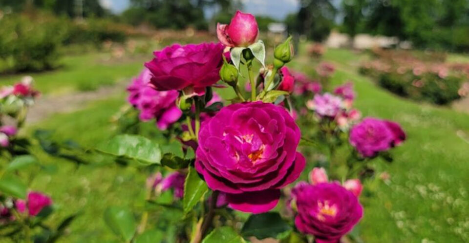 Texas Landscape Roses Examples Thousands of Roses Bloom in This Stunning Texas Garden Every Spring