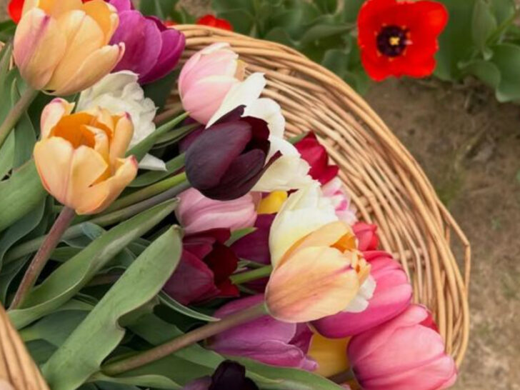 Wander Through Thousands of Blooms at the Texas Tulip Fest This Spring